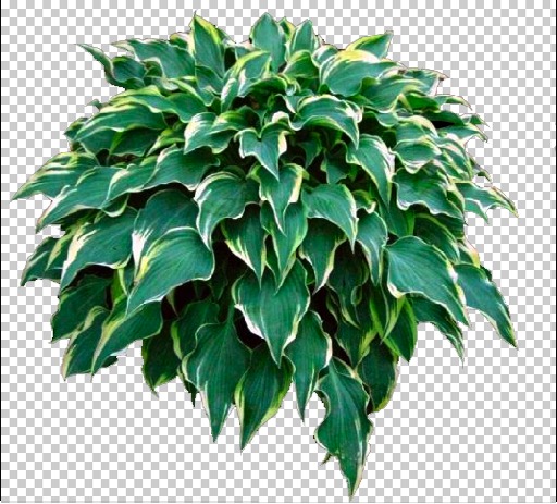 Hosta 30