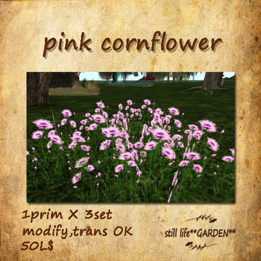 pink cornflower  