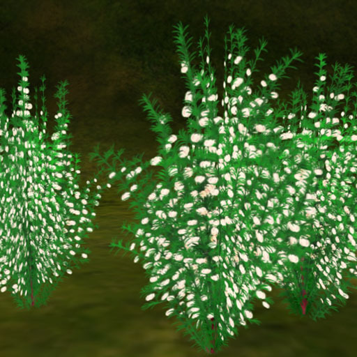 Boronia B_white