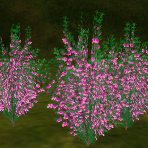 Boronia B_white