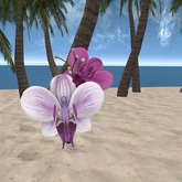 Tropical Delight - Boutonniere - Purple