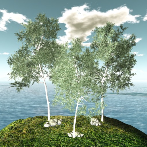 Birch 2 between 32 and 50 P. Copy