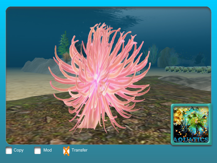 Anemone Pink 
