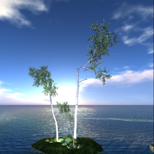 Birch 2 between 32 and 50 P. Copy