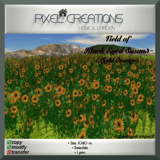 [PC] FIELD OF BLACK EYED SUSANS - LIGHT ORANGE (Boxed)