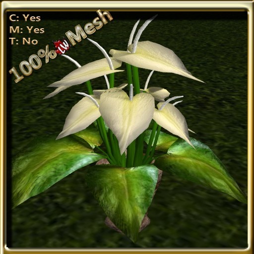 LW_Anthurium_White2