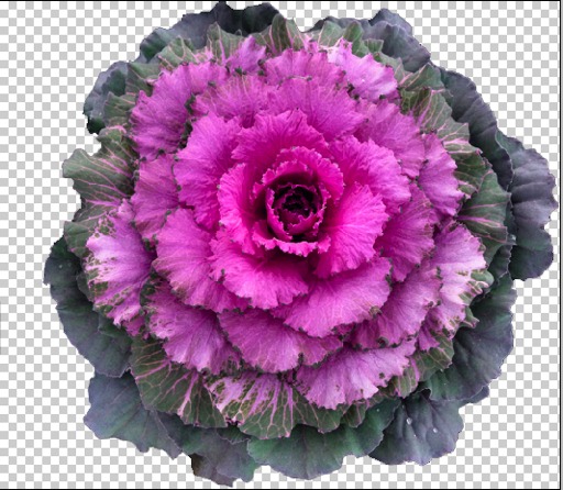 Ornamental Cabbage Pink