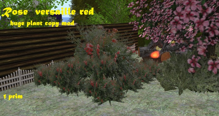 Rose bush  versaille red huge