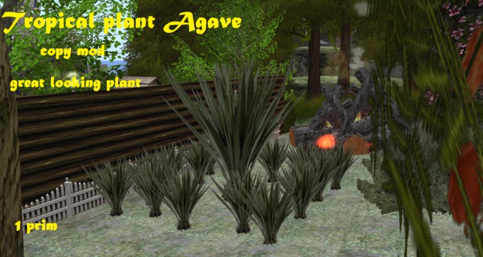 Tropical plant Agave