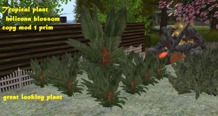 Tropical plant Helicona blossom