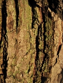TREE BARK 2