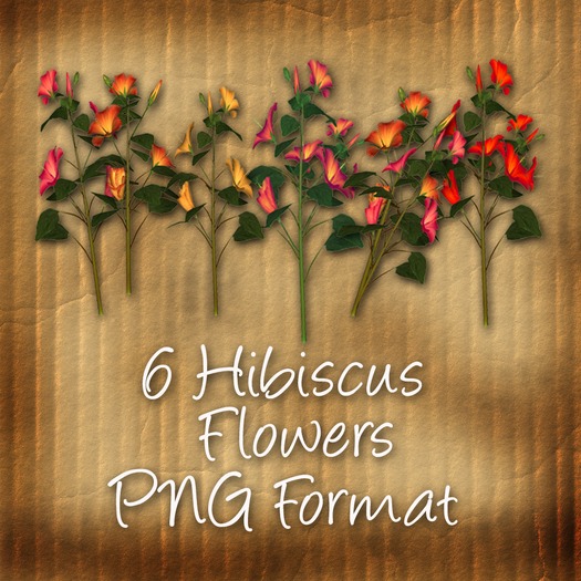 Bad Katz Hibuscus Textures