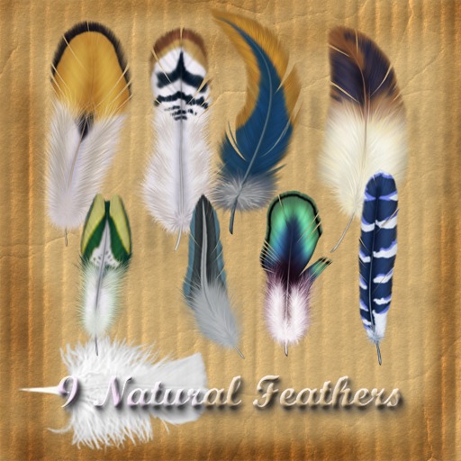 Bad Katz Feather Set