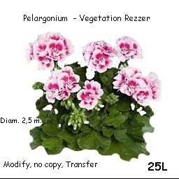Pelargonium Fairy - Vegetation-Rezzer