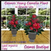 Cosmos Young Camelia Plant in Granite Urn (BOX)