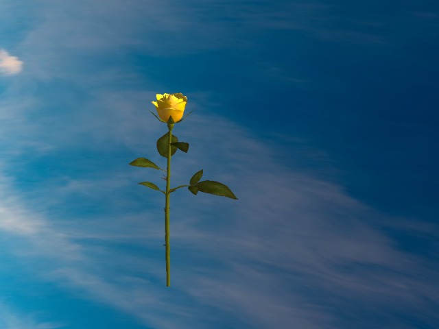 Yellow Rose - Please forgive me