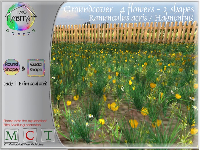TiMoGreens Groundcover Ranunculus Acris buttercup