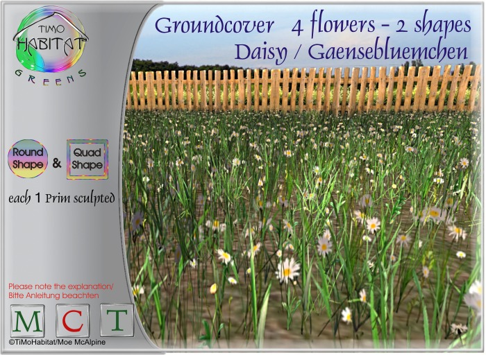 TiMoHabitat-Greens 4 Groundcover  Daisy Gaensebluemchen