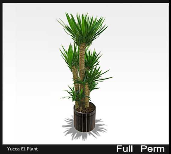 Full Perm - YUCCA PLANT