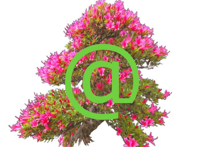 Azalea 1 prim