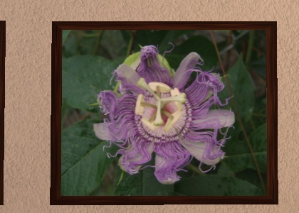 passion flower pic