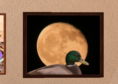 mallard/moon pic