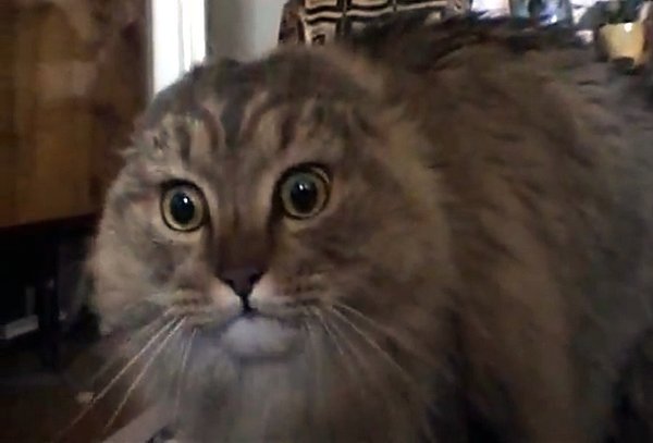 Nonocat Bumper