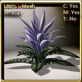 LW_ Open Bromeliad Plant  Light Purple