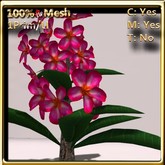LW_ Plumeria Plant Bright Pink