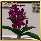 LW_ Plumeria Plant Fuchsia