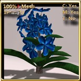 LW_ Plumeria Plant Blue