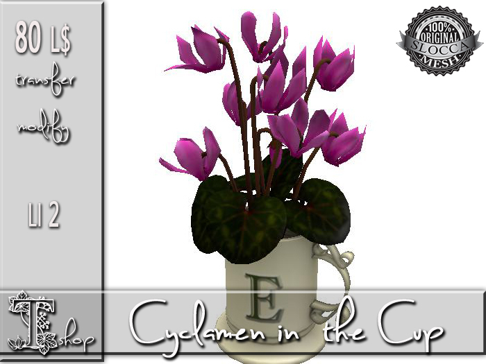 Cyclamen in the Cup MT