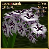 LW_ Passifloras / Passion Flowers Purple White