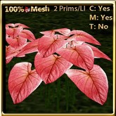LW_ 4 Caladium Groups Light Red