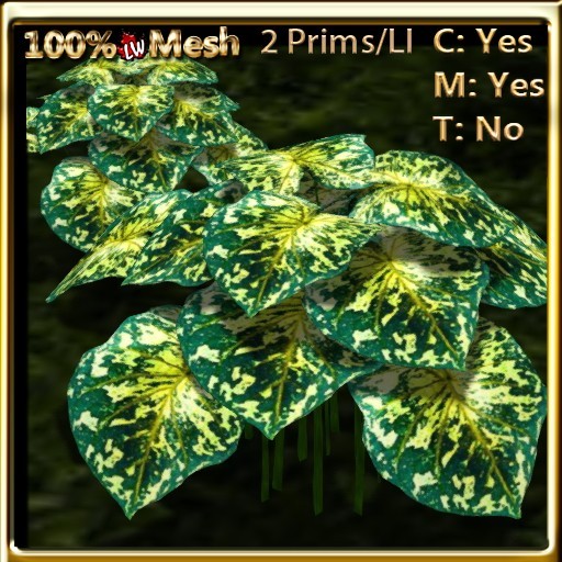 LW_ 4 Caladium Groups Green 5