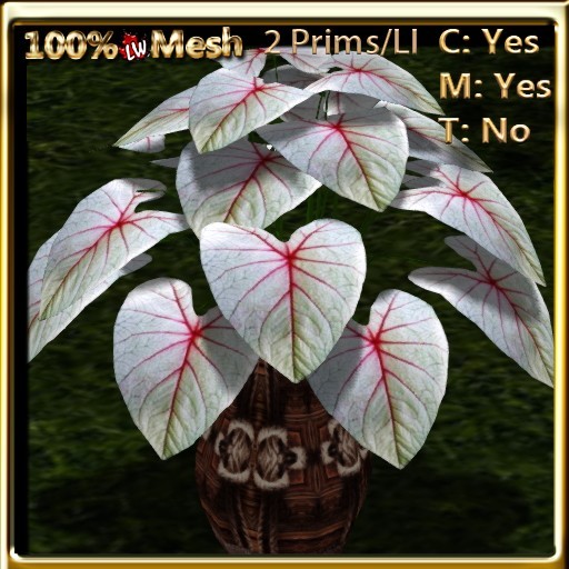 LW_ Caladium Vase White