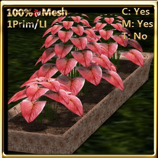LW_ Caladiums in Planter Light Red