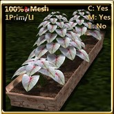 LW_ Caladiums in Planter White