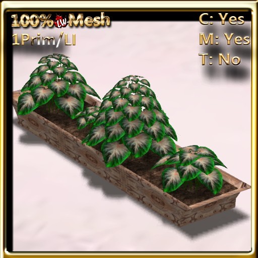 LW_ Caladiums in Planter Green