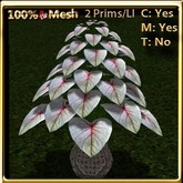 LW- Vase of Caladiums White