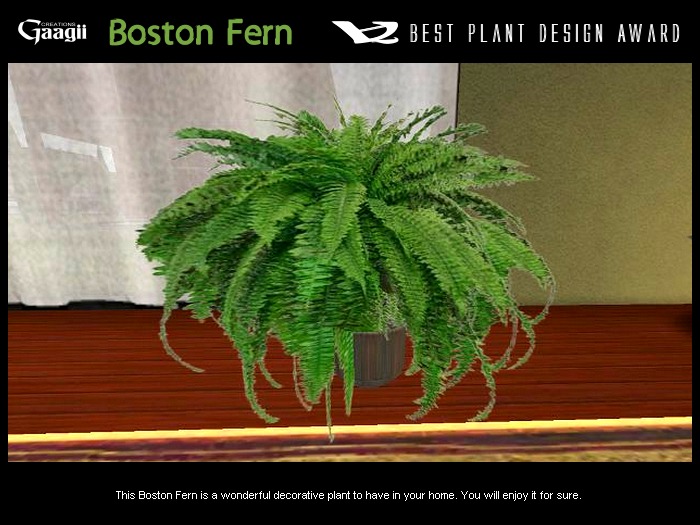 Gaagii - Boston Fern (Support Nature :)