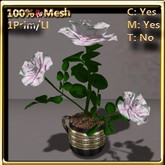 LW_ Rose Bush in Coffee Cup _ White