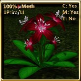 LW_ Ground Lily _ Blood Red