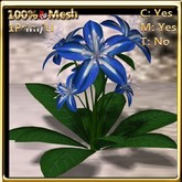 LW_ Lily Plant - Blue