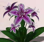 LW_LilyFlowerPink4