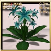 LW_ Lily Plant - Aquamarine