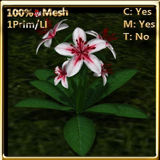LW_ Lily Plant - Red & White
