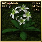 LW_ Lily Plant - Green