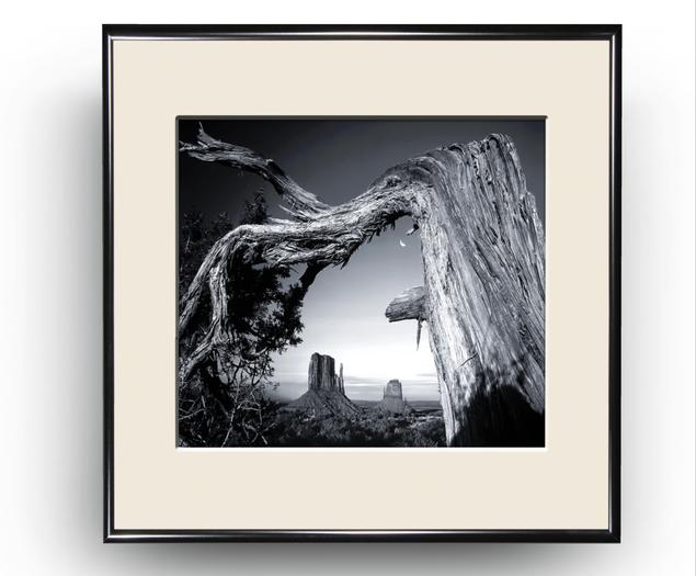 View Vista Through Broken Tree