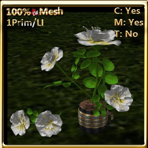 LW_ Roses in Coffee Cup _ White Yellow